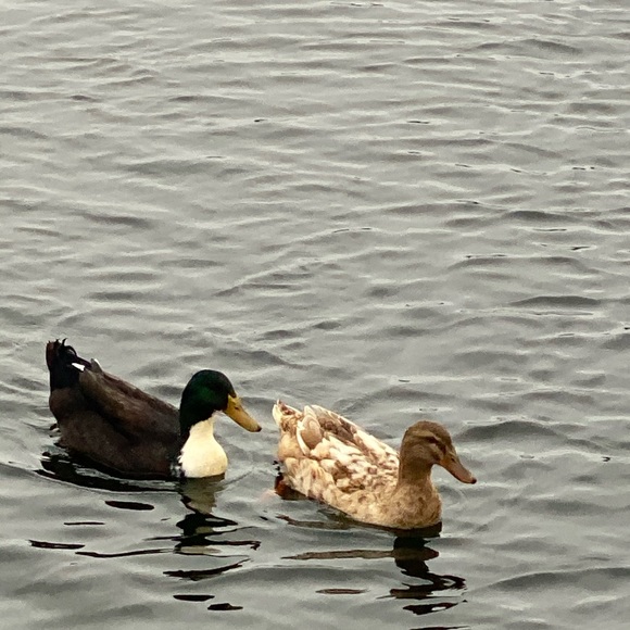 Meet your Posher, Shauna - Picture 1 of 1